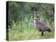 Nene Hawaiian Goose on the Island of Kauai, Hawaii, USA-David R. Frazier-Premier Image Canvas