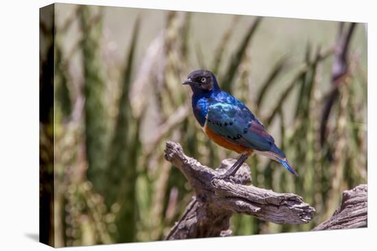 Neon Blue Superb Starling Stands Perched on a Dead Tree Branch-James Heupel-Premier Image Canvas