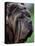 Neopolitan Mastiff Face Portrait-Adriano Bacchella-Premier Image Canvas