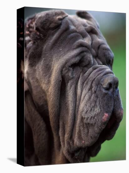 Neopolitan Mastiff Face Portrait-Adriano Bacchella-Premier Image Canvas