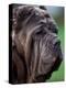 Neopolitan Mastiff Face Portrait-Adriano Bacchella-Premier Image Canvas