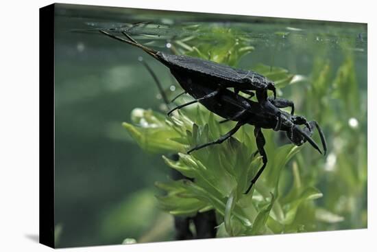 Nepa Cinerea (Water Scorpion) - Mating-Paul Starosta-Premier Image Canvas