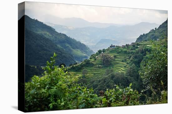 Nepal, viewpoint from Mardi Himal Trek. Lush terraced rice fields.-Janell Davidson-Premier Image Canvas
