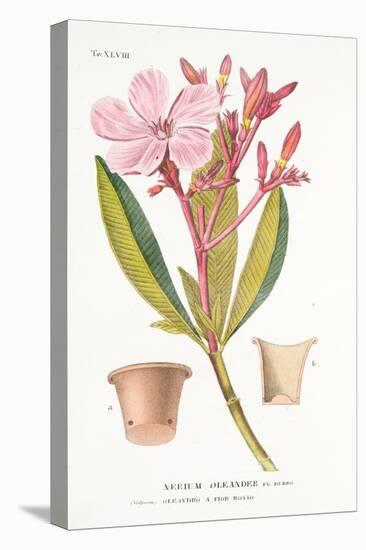 Nerium Oleander El Bubro, Plate Xlviii, from L'antotrofia Ossia La Coltivazione De'fiori by Antonio-Italian School-Premier Image Canvas