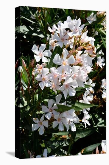 Nerium Oleander, Pink Laurel (Photo)-null-Premier Image Canvas