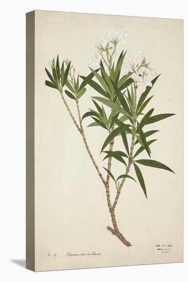 Neriumodorium Soland, 1800-10-Bhubanidass-Premier Image Canvas