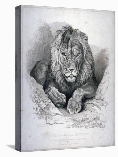 Nero, a Lion from Senegal, Now Exhibiting in the Tower of London, 1814-Edwin Henry Landseer-Premier Image Canvas