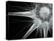 Nerve Cell, Abstract Artwork-Laguna Design-Premier Image Canvas