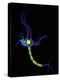 Nerve Cell, Artwork-Mehau Kulyk-Premier Image Canvas