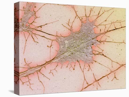 Nerve Cell Culture, SEM-Science Photo Library-Premier Image Canvas