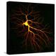 Nerve Cell-David Becker-Premier Image Canvas