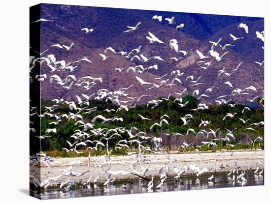 Nesting Egrets at Lago Enriquillo, Dominican Republic, Caribbean-Greg Johnston-Premier Image Canvas