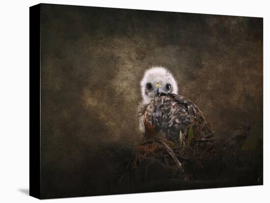 Nestling Baby Red Shouldered Hawk-Jai Johnson-Premier Image Canvas