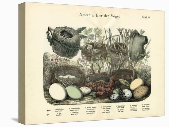 Nests and Eggs, C.1860-null-Premier Image Canvas