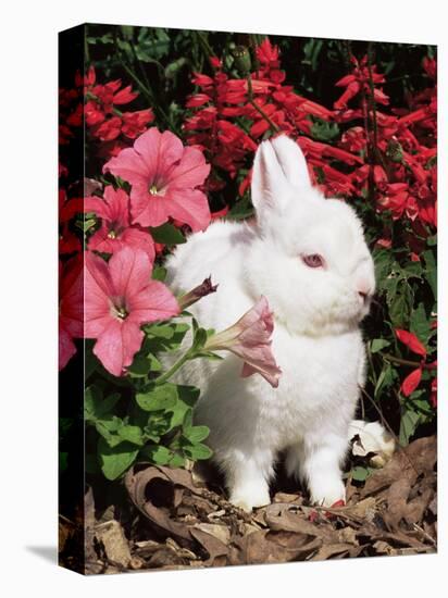 Netherland Dwarf Domestic Rabbit, USA-Lynn M. Stone-Premier Image Canvas