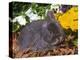 Netherland Dwarf Rabbit, Amongst Flowers, USA-Lynn M. Stone-Premier Image Canvas