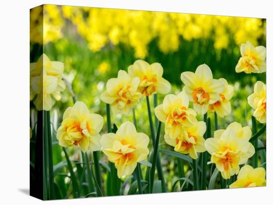 Netherlands, Lisse. A variety of yellow and orange double daffodils (Narcissus hybrids).-Julie Eggers-Premier Image Canvas