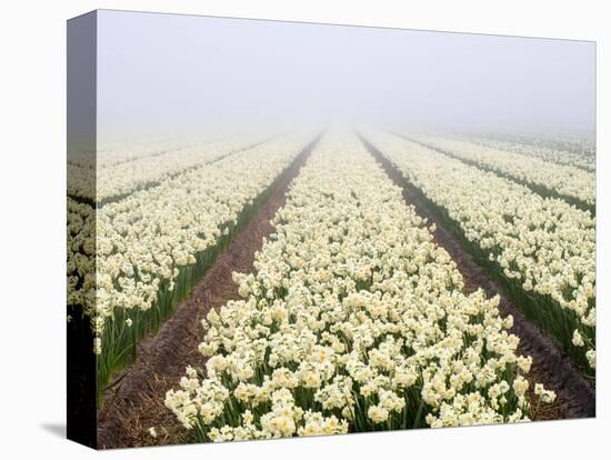 Netherlands, Lisse. Agricultural field of daffodils on a foggy morning.-Julie Eggers-Premier Image Canvas
