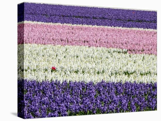 Netherlands, Lisse. Agricultural field of hyacinths.-Julie Eggers-Premier Image Canvas