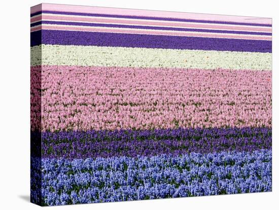 Netherlands, Lisse. Agricultural field of hyacinths.-Julie Eggers-Premier Image Canvas