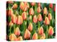 Netherlands, Lisse. Closeup of a group of yellow and orange colored tulips.-Julie Eggers-Premier Image Canvas