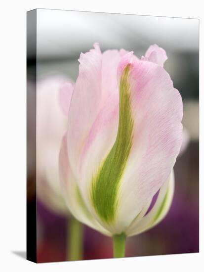 Netherlands, Lisse. Closeup of a soft pink tulip with green streaks.-Julie Eggers-Premier Image Canvas