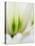 Netherlands, Lisse. Closeup of a white and green tulip.-Julie Eggers-Premier Image Canvas