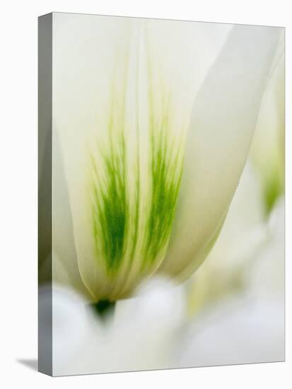 Netherlands, Lisse. Closeup of a white and green tulip.-Julie Eggers-Premier Image Canvas