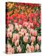 Netherlands, Lisse. Closeup of flower displays at Keukenhof Gardens.-Julie Eggers-Premier Image Canvas