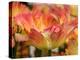 Netherlands, Lisse. Closeup of orange variegated tulip flower.-Julie Eggers-Premier Image Canvas