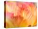 Netherlands, Lisse. Closeup of orange variegated tulip flower.-Julie Eggers-Premier Image Canvas