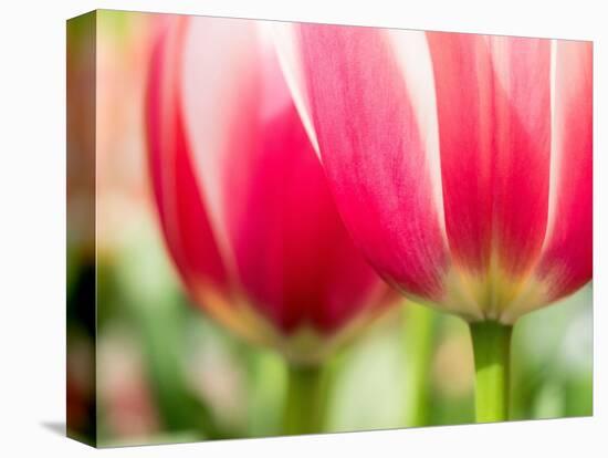 Netherlands, Lisse. Closeup of pink and white tulip flower.-Julie Eggers-Premier Image Canvas