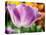 Netherlands, Lisse. Closeup of purple tulip flower.-Julie Eggers-Premier Image Canvas