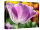 Netherlands, Lisse. Closeup of purple tulip flower.-Julie Eggers-Premier Image Canvas
