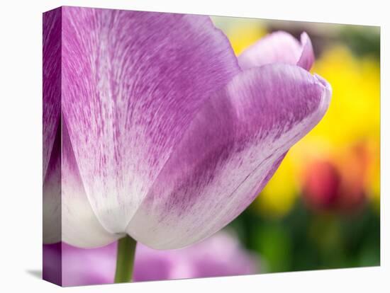 Netherlands, Lisse. Closeup of purple tulip flower.-Julie Eggers-Premier Image Canvas