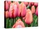 Netherlands, Lisse. Closeup of soft pink and peach colored tulips in a garden.-Julie Eggers-Premier Image Canvas