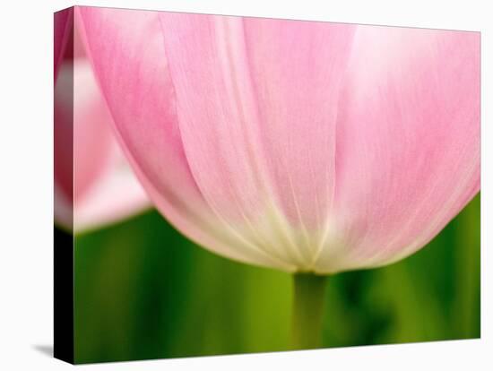 Netherlands, Lisse. Closeup of the underside of a soft pink tulip.-Julie Eggers-Premier Image Canvas
