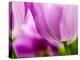 Netherlands, Lisse, Tulip Close-ups with Selective Focus-Terry Eggers-Premier Image Canvas