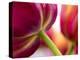 Netherlands, Lisse, Tulip Close-ups with Selective Focus-Terry Eggers-Premier Image Canvas