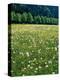 Netherlands, Lisse, Tulip Field-Thonig-Premier Image Canvas