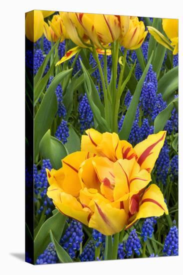 Netherlands, Lisse. Tulips and Grape Hyacinth at Keukenhof Gardens-Jaynes Gallery-Premier Image Canvas