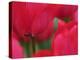 Netherlands, Macro image of colorful tulip-Terry Eggers-Premier Image Canvas