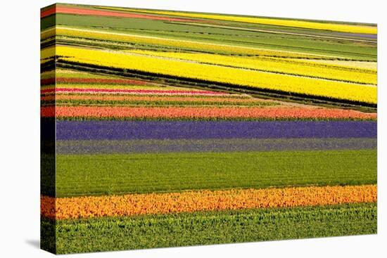 Netherlands, Noord Holland. Agricultural field of tulips.-Julie Eggers-Premier Image Canvas