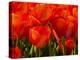 Netherlands, Nord Holland, Red Tulips in Mass-Terry Eggers-Premier Image Canvas