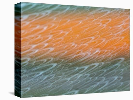 Netherlands, Nord Holland, Tulips and Rain Drops in Patterns-Terry Eggers-Premier Image Canvas