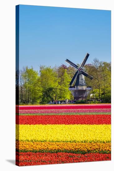 Netherlands, South Holland, Lisse. Dutch tulips flowers in a field in front of the Keukenhof windmi-Jason Langley-Premier Image Canvas