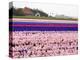 Netherlands. Spring flower fields.-Terry Eggers-Premier Image Canvas