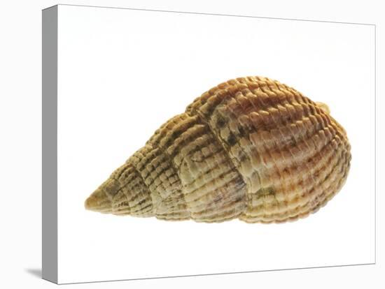 Netted Dog Whelk Shell, Normandy, France-Philippe Clement-Premier Image Canvas