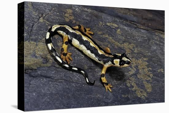 Neurergus Kaiseri (Luristan Newt, Emperor Spotted Newt)-Paul Starosta-Premier Image Canvas