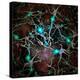 Neurons brain cells with electrical firing.-Bruce Rolff-Stretched Canvas